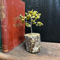 Olive Jade (Serpentine) Wire Tree Sculpture