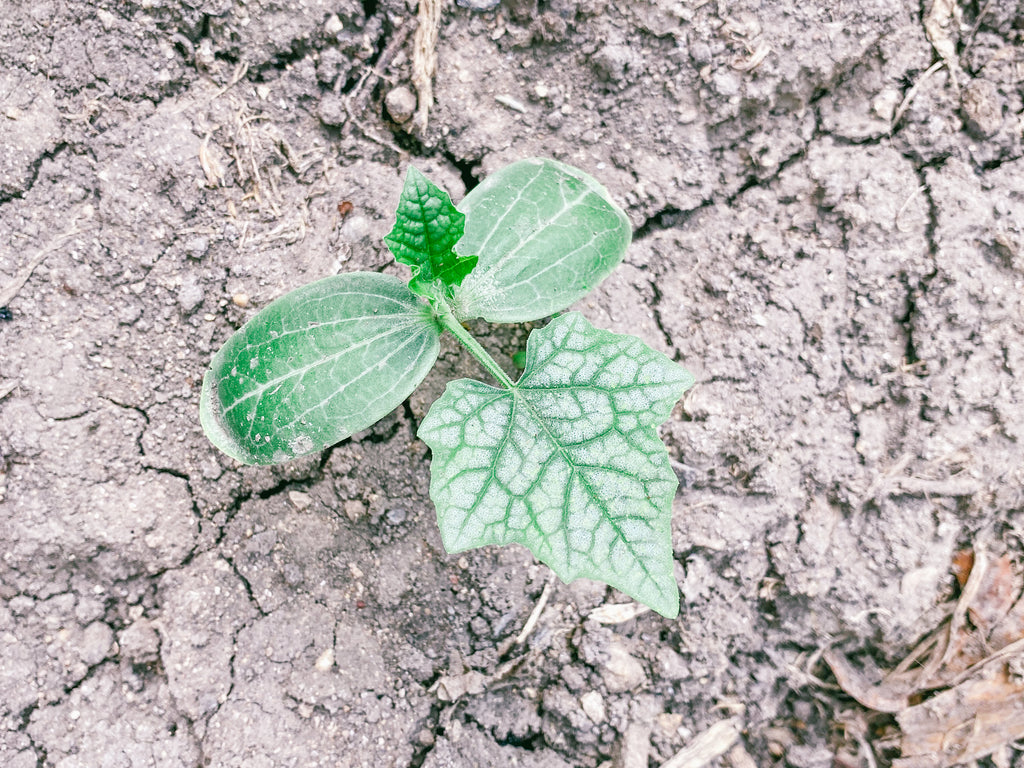 Natural Luffa (Loofah) Sponge