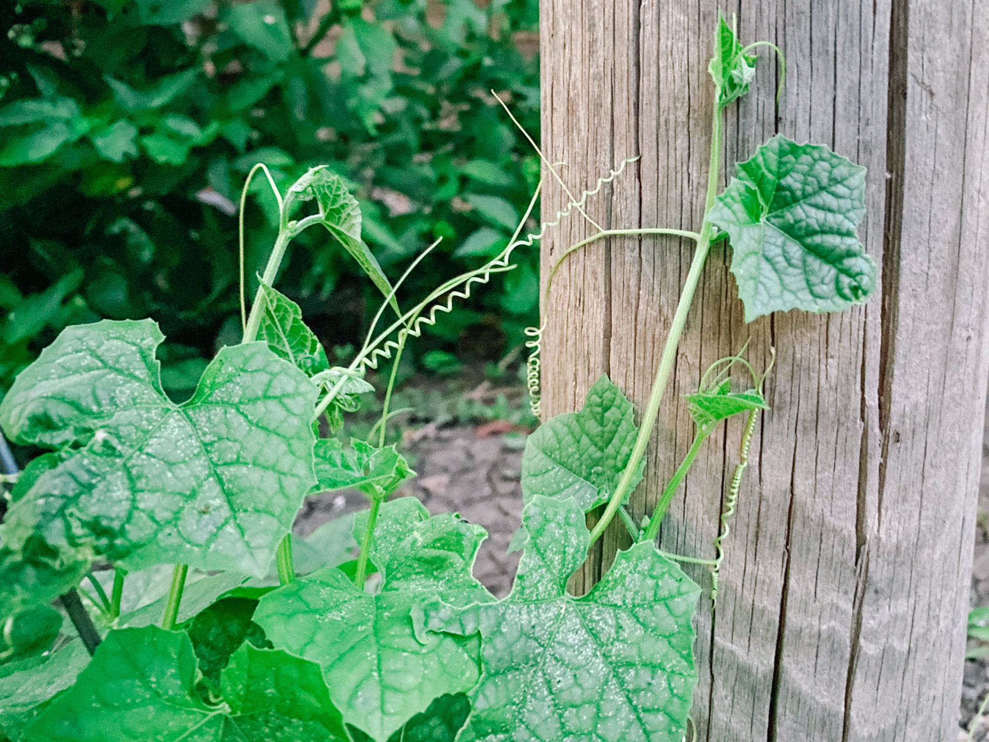 Natural Luffa (Loofah) Sponge