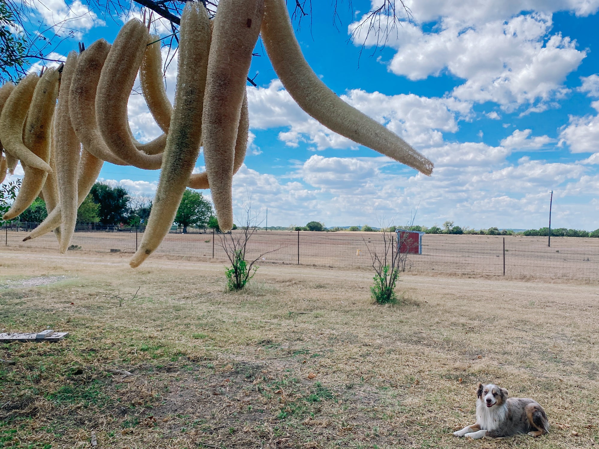 Natural Luffa (Loofah) Sponge